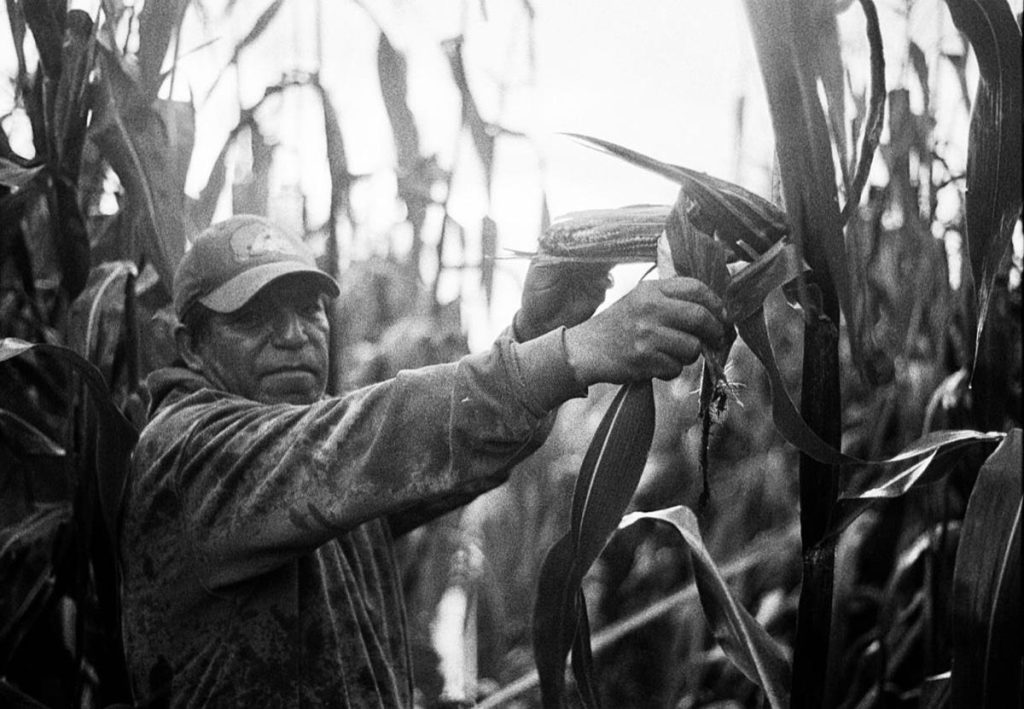 campesino cortando mazorca de maíz criollo por camila jurado